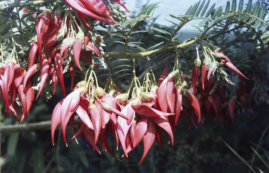 Clianthus Trilium Corylopsis, Ozarda, St John, Spring 1984