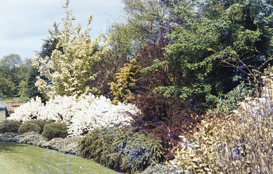 Flower beds and trees at Beau Desert Open Gardens, 29th May 1983