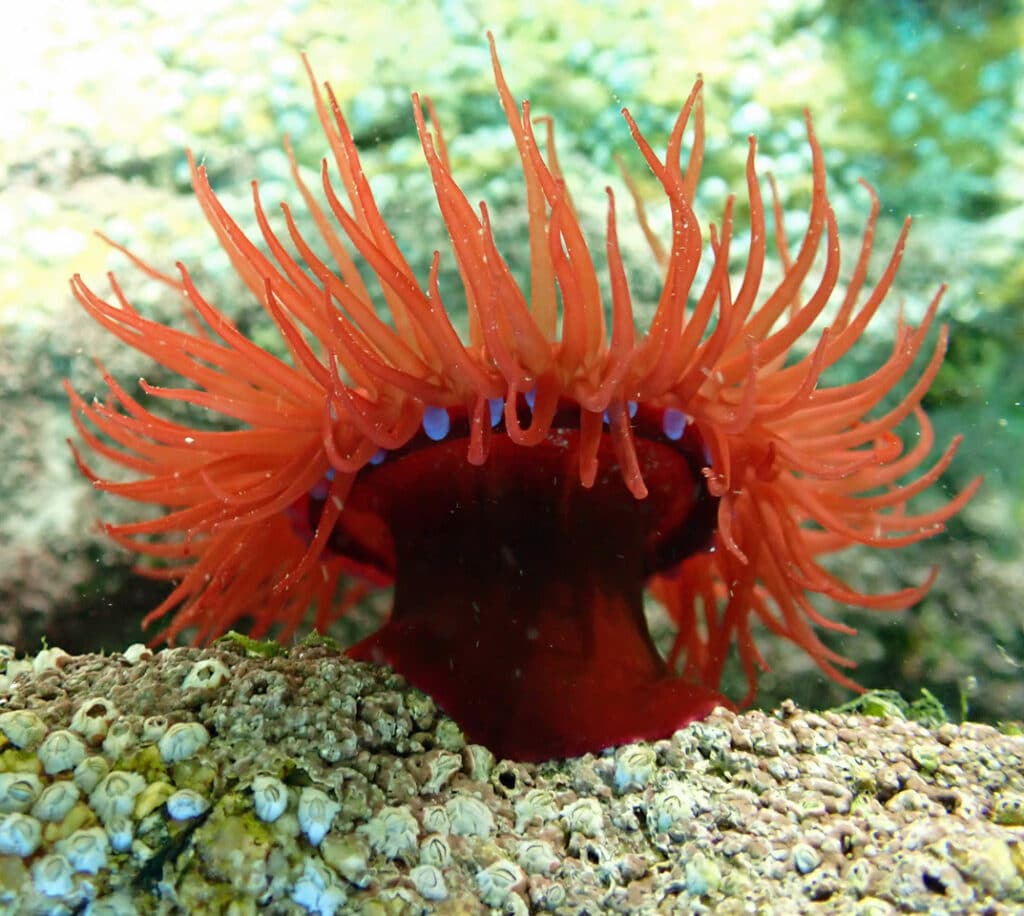 A Deep Dive Into The World Of Marine Biology Soci t Jersiaise a-deep-dive-into-the-world-of-marine-biology-soci-t-jersiaise